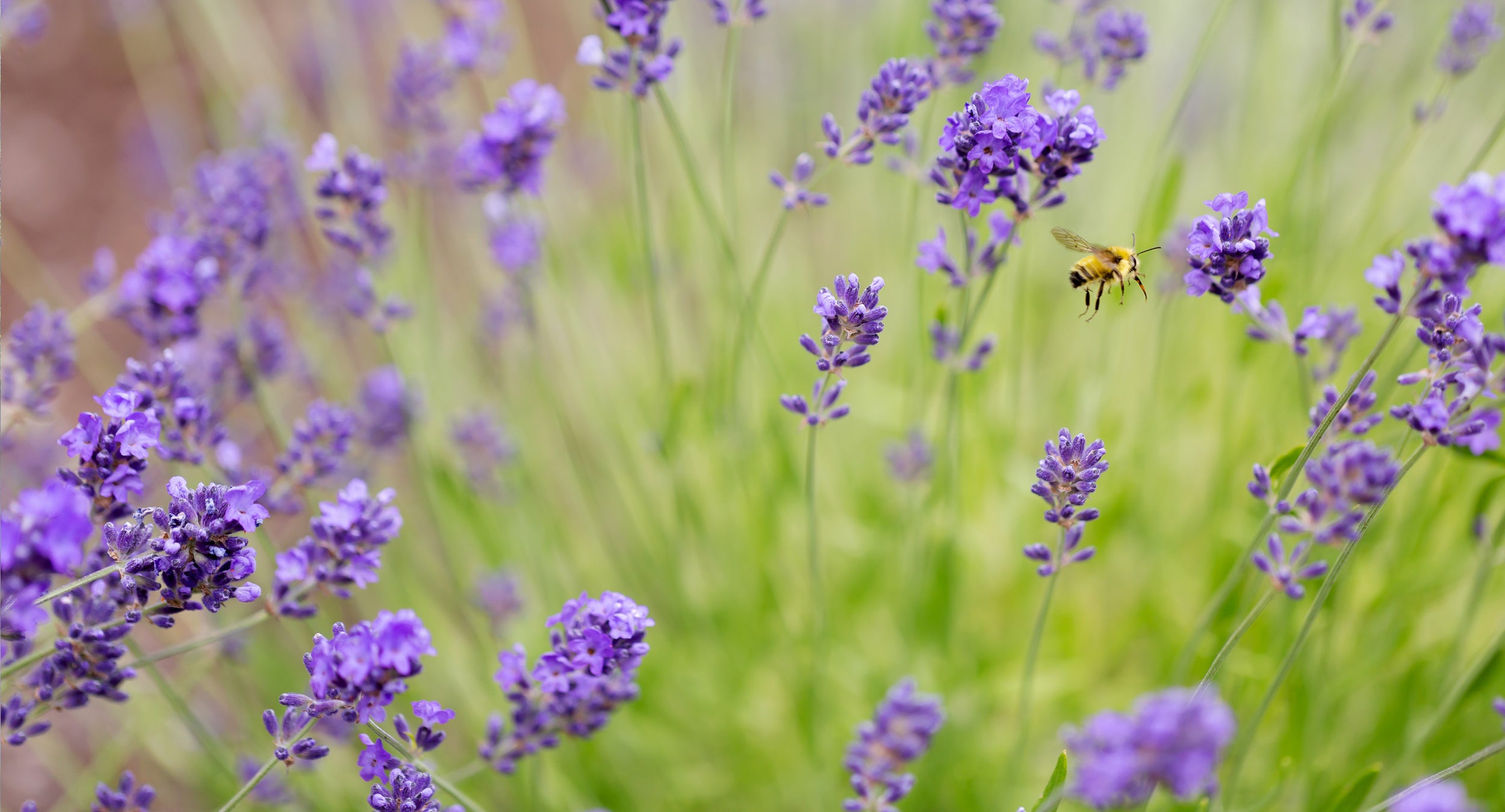 photo of lavender